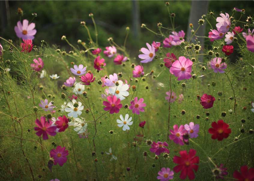 路邊小花（寧夏慶華園區）